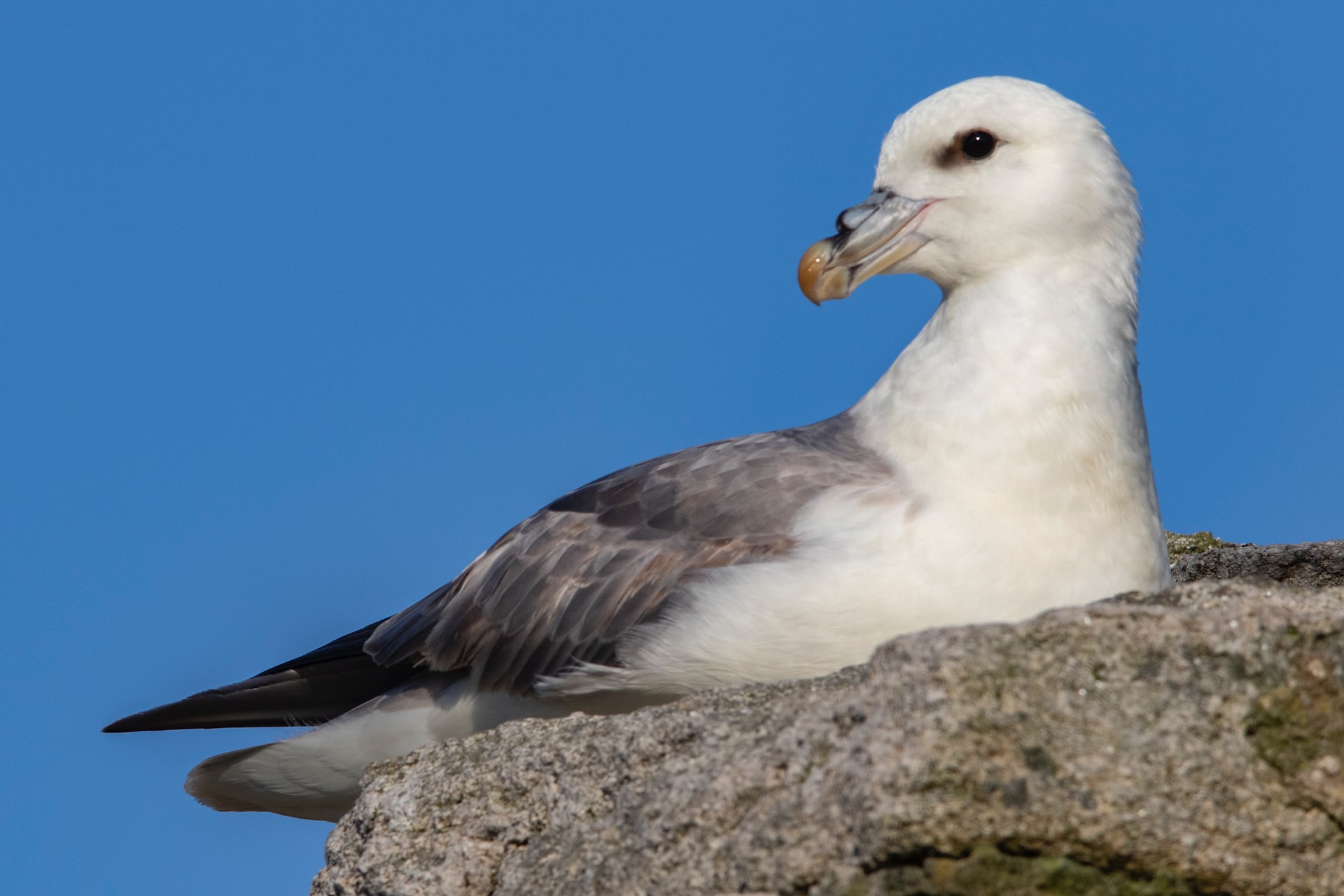 Northern fulmars were found dead was discoverd to have average about 50 plastic pieces in their stomack Photo: Duncan McNab/Unsplash